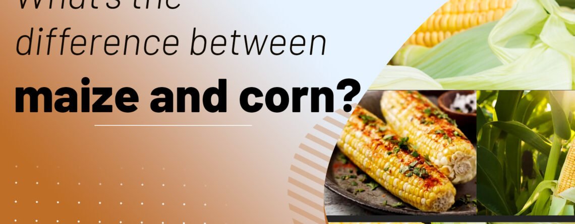 corn-and-maize
