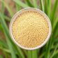 pearl-millet