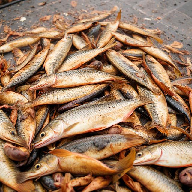 dry-fish