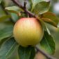 sugar-apple
